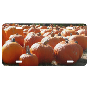 Pumpkins Photo for Fall, Halloween or Thanksgiving License Plate