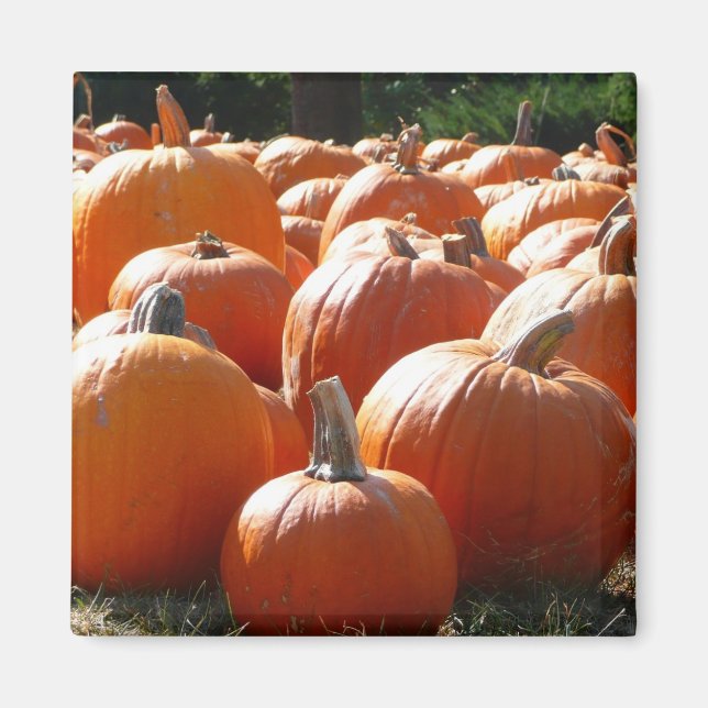 Pumpkins Photo for Fall, Halloween or Thanksgiving Magnet (Front)