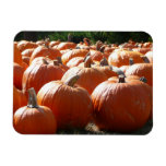 Pumpkins Photo for Fall, Halloween or Thanksgiving Magnet