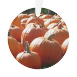 Pumpkins Photo for Fall, Halloween or Thanksgiving Ornament