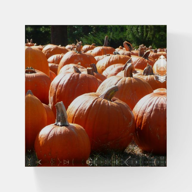 Pumpkins Photo for Fall, Halloween or Thanksgiving Paperweight (Front)