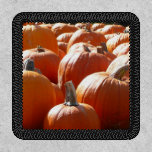 Pumpkins Photo for Fall, Halloween or Thanksgiving Patch