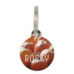 Pumpkins Photo for Fall, Halloween or Thanksgiving Pet ID Tag