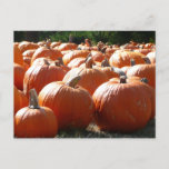 Pumpkins Photo for Fall, Halloween or Thanksgiving Postcard