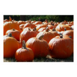 Pumpkins Photo for Fall, Halloween or Thanksgiving Poster