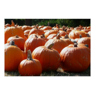 Pumpkins Photo for Fall, Halloween or Thanksgiving Poster