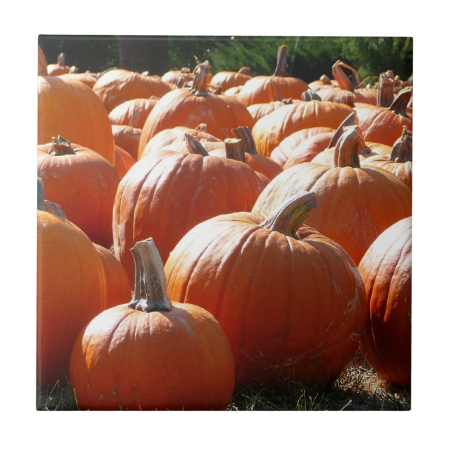 Pumpkins Photo for Fall, Halloween or Thanksgiving Tile (Front)