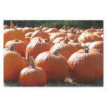 Pumpkins Photo for Fall, Halloween or Thanksgiving Tissue Paper