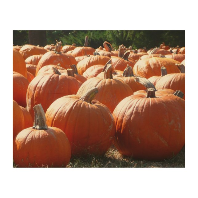 Pumpkins Photo for Fall, Halloween or Thanksgiving Wood Wall Art (Front)