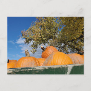 Pumpkins Postcard