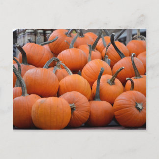 Pumpkins, Pumpkins, and More Pumpkins, Fall Postcard