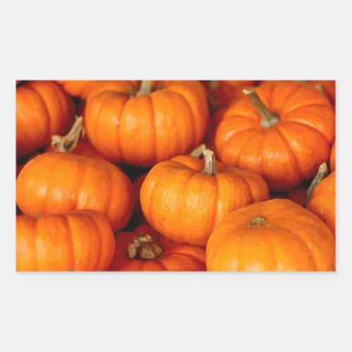 Pumpkins Rectangular Sticker