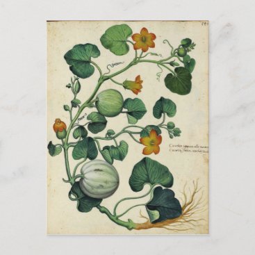 Pumpkins Squash Vintage Botanical Print Postcard