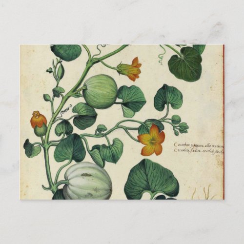 Pumpkins Squash Vintage Botanical Print Postcard