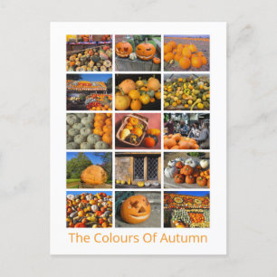Pumpkins, Squashes And Gourds Postcard
