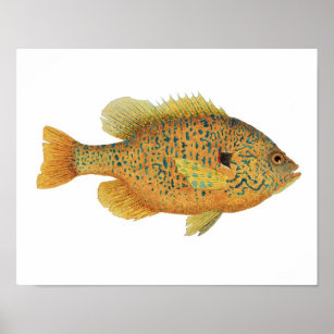 Ocean Sunfish Stock Illustrations – 205 Ocean Sunfish Stock Illustrations,  Vectors & Clipart - Dreamstime