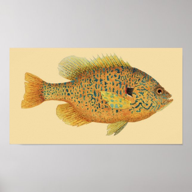 Pumpkinseed Sunfish on Color Background Poster (Front)