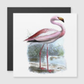 Puna Flamingo Vintage Illustration (Front/Back)
