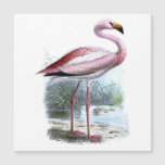 Puna Flamingo Vintage Illustration
