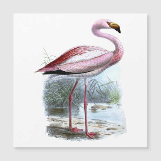 Puna Flamingo Vintage Illustration (Front)