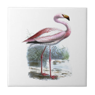 Puna Flamingo Vintage Illustration Ceramic Tile