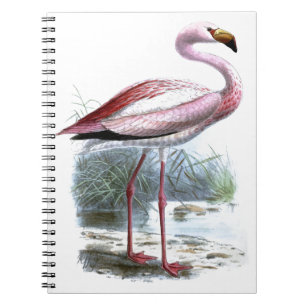 Puna Flamingo Vintage Illustration Notebook