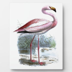 Puna Flamingo Vintage Illustration Plaque