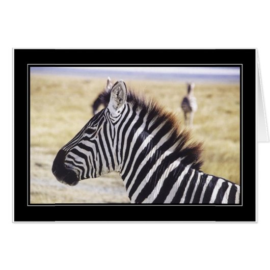 Punda Milia (Zebra) Profile Cards (Front Horizontal)
