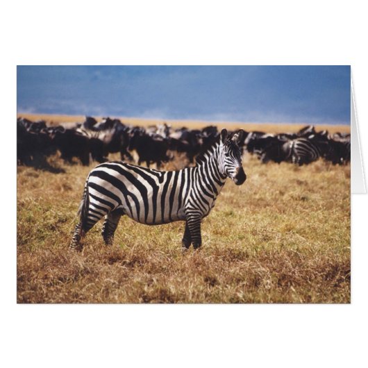 Pundamilia (Zebra) Cards (Front Horizontal)