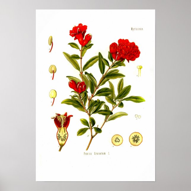 Punica granata (pomegranate) poster (Front)
