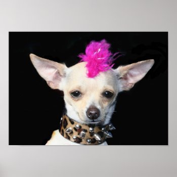 Punk Chihuahua Poster by ritmoboxer at Zazzle