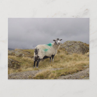 Punk sheep postcard