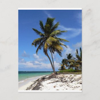 Punta Cana  Dominican Republic  Coconut Palm Tree Postcard by Virginia5050 at Zazzle