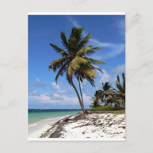 Punta Cana Dominican Republic coconut palm tree Postcard