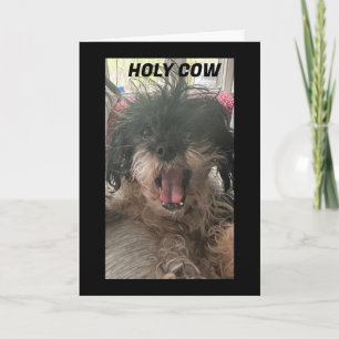 PUP IS BAFFLED-HOW DID YOU TURN "60" CARD