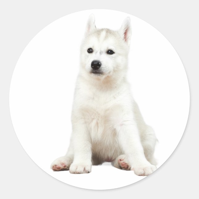 "Pup Perfection - Adorable Dog Stickers (Front)