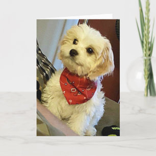 PUP WISHES "YOUR TWIN"/"BEST FRIEND" BIRTHDAY WISH CARD