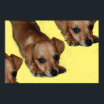 PUPNOSIS POSTER<br><div class="desc">Pupnosis Art Print featuring chiweenie pop art</div>
