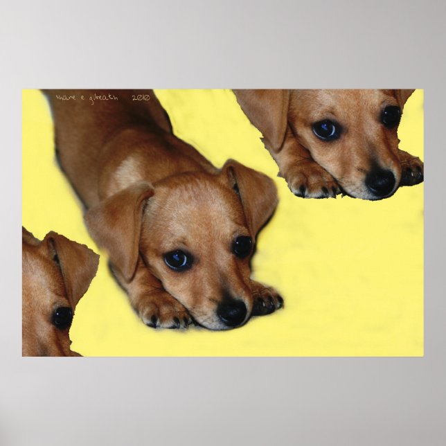 PUPNOSIS POSTER (Front)