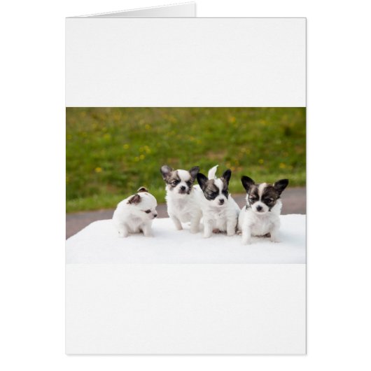 puppies-453532.jpg cards (Front)