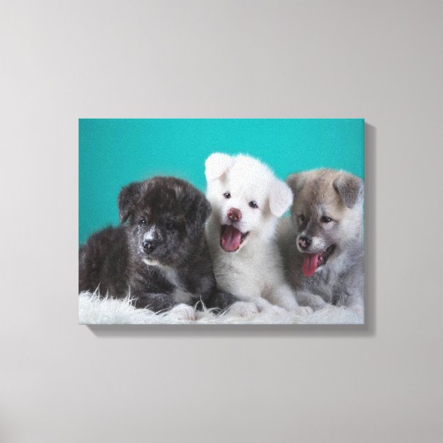 Puppies Canvas Print (Front)