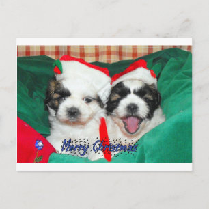 Puppies Christmas card ( shih-tzu's)