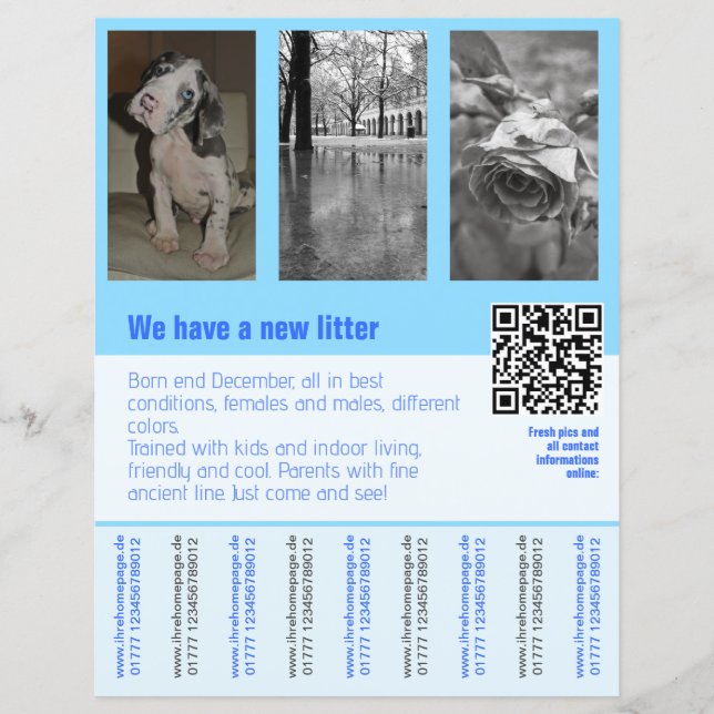 puppies for sale flyer with QR code (Front)