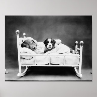 Puppies In Bed - When Bedtime Comes Poster