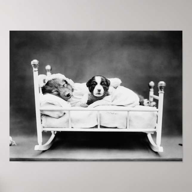 Puppies In Bed - When Bedtime Comes Poster (Front)