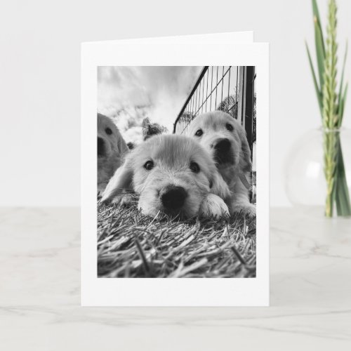 Puppies in the Grass | Blank Note Card