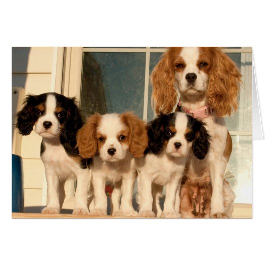 Puppies on the Porch Cards (Front Horizontal)