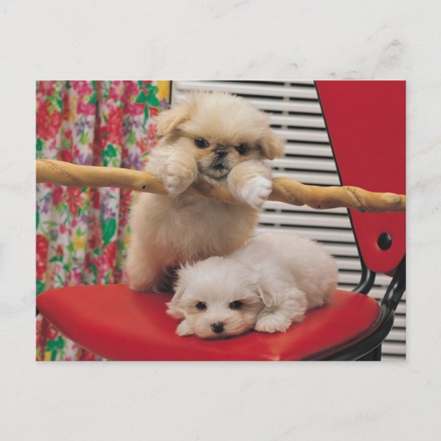 Puppies Playing Postcard (Front)