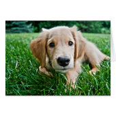 Puppy (Front Horizontal)