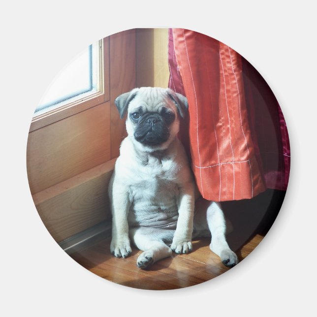 puppy 007 magnet (Front)